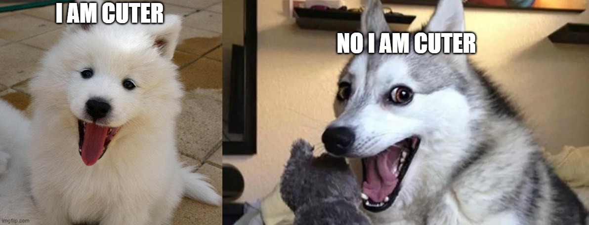 Dogs Are Fighting For Cuteness | NO I AM CUTER; I AM CUTER | image tagged in samoyed,pun dog - husky | made w/ Imgflip meme maker
