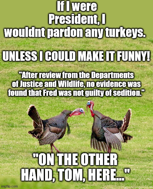 If I were President, I wouldnt pardon any turkeys. UNLESS I COULD MAKE IT FUNNY! "After review from the Departments of Justice and Wildlife, no evidence was found that Fred was not guilty of sedition."; "ON THE OTHER HAND, TOM, HERE..." | image tagged in turkey,thanksgiving,president me | made w/ Imgflip meme maker