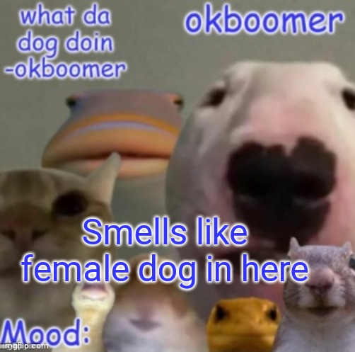Okboomer template v4 (credit to yeetrex) | Smells like female dog in here | image tagged in okboomer template v4 credit to yeetrex | made w/ Imgflip meme maker