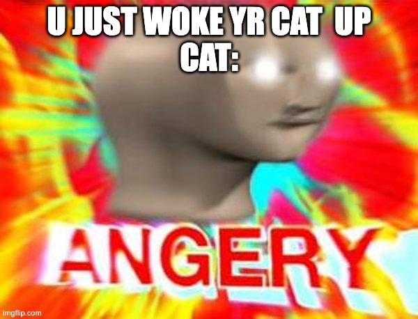 pov2 | U JUST WOKE YR CAT  UP 
CAT: | image tagged in surreal angery,funny,facts | made w/ Imgflip meme maker