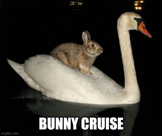 THE SWAN GIVES THE BUNNY A RIDE | BUNNY CRUISE | image tagged in swan,ducks,bunny,fowl | made w/ Imgflip meme maker
