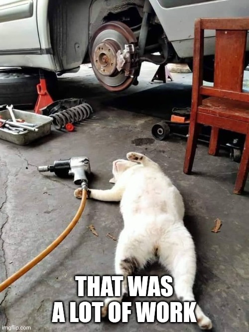 TIRED KITTY | THAT WAS A LOT OF WORK | image tagged in cats,funny cats | made w/ Imgflip meme maker