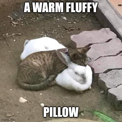 KITTY LIKES THE BUNNY | A WARM FLUFFY; PILLOW | image tagged in cats,funny cats,bunny | made w/ Imgflip meme maker