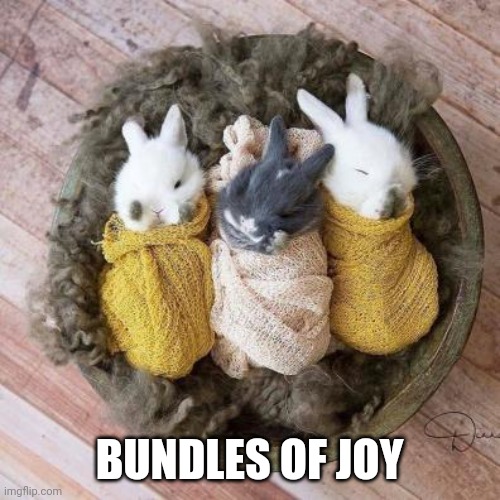 SNUGGLE BUNNIES | BUNDLES OF JOY | image tagged in bunnies,rabbits,bunny | made w/ Imgflip meme maker