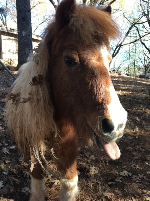 High Quality Pbbbt pony Blank Meme Template