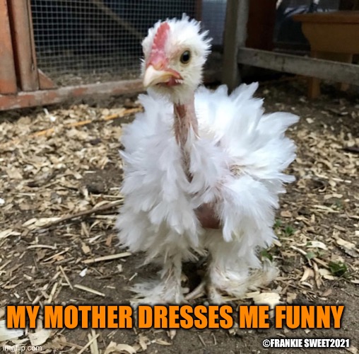 My mother dresses me funny | MY MOTHER DRESSES ME FUNNY; ©FRANKIE SWEET2021 | image tagged in fashion,pets,birds,animals,chicken,feathers | made w/ Imgflip meme maker