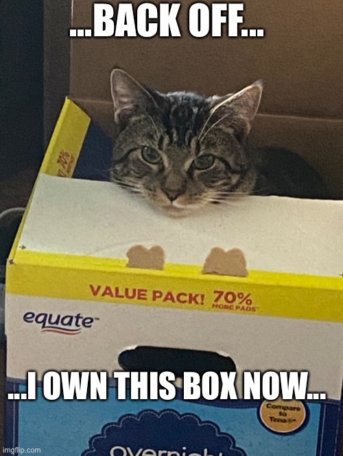 Box Owner | ...BACK OFF... ...I OWN THIS BOX NOW... | image tagged in cat,cat memes,funny cats,mood,amatuers meme | made w/ Imgflip meme maker