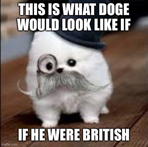 British Doge | THIS IS WHAT DOGE WOULD LOOK LIKE IF; IF HE WERE BRITISH | image tagged in british dog,doge,british,british doge,memes | made w/ Imgflip meme maker