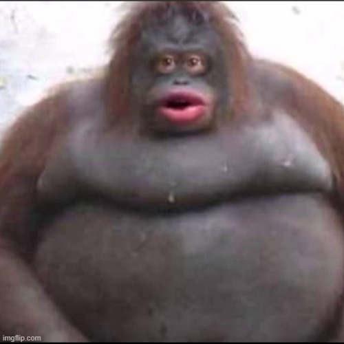 fat monkey | image tagged in fat monkey | made w/ Imgflip meme maker