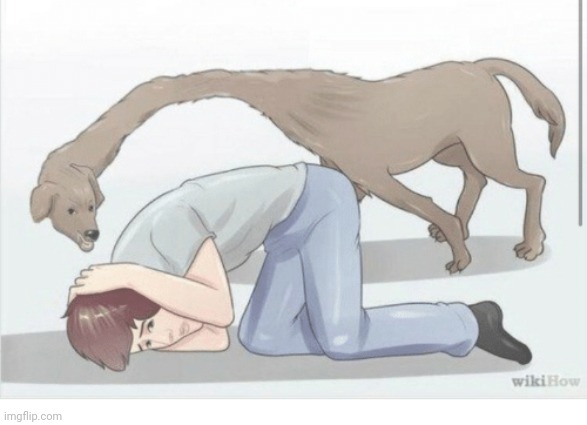 WikiHow Dog | image tagged in wikihow dog | made w/ Imgflip meme maker