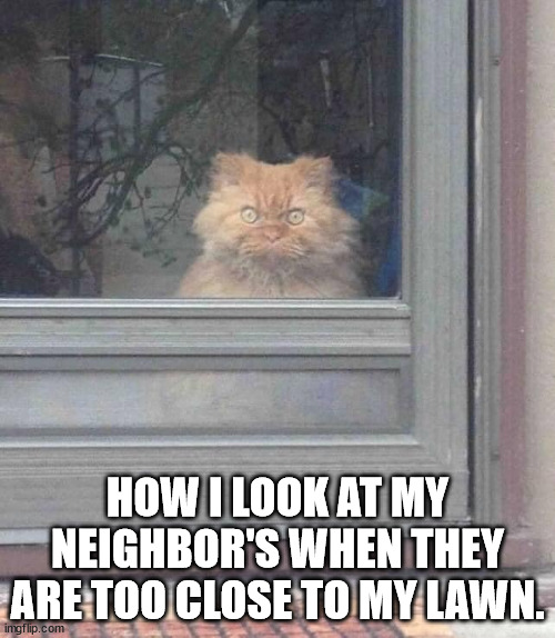 Cat Stares Out Window | HOW I LOOK AT MY NEIGHBOR'S WHEN THEY ARE TOO CLOSE TO MY LAWN. | image tagged in cat stares out window | made w/ Imgflip meme maker