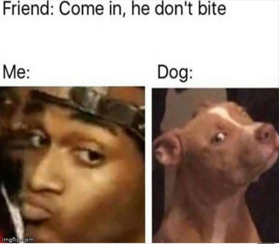 image tagged in memes,does your dog bite,dogs,bite | made w/ Imgflip meme maker