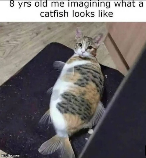Catfish | image tagged in memes,cats,catfish,fish | made w/ Imgflip meme maker