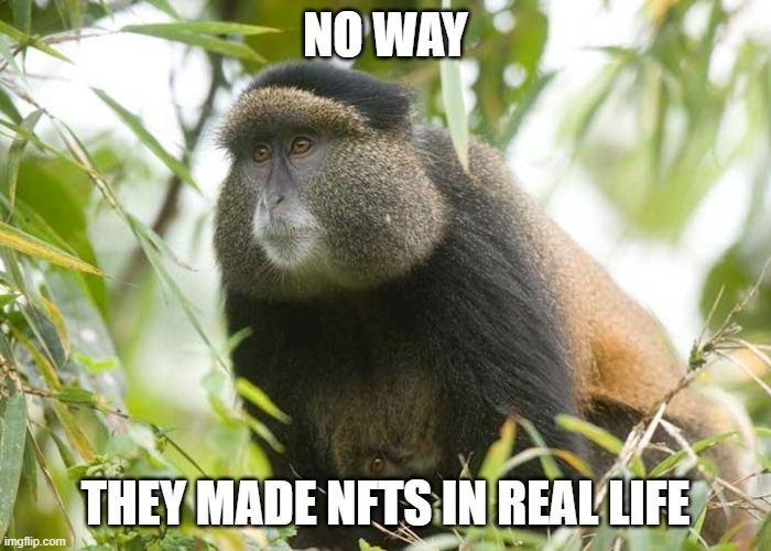 so sad that people would do this | NO WAY; THEY MADE NFTS IN REAL LIFE | made w/ Imgflip meme maker
