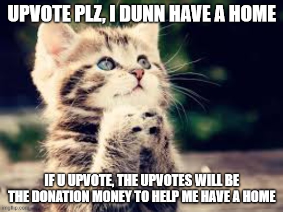 help_the_catt_plz | UPVOTE PLZ, I DUNN HAVE A HOME; IF U UPVOTE, THE UPVOTES WILL BE THE DONATION MONEY TO HELP ME HAVE A HOME | image tagged in plz cat | made w/ Imgflip meme maker
