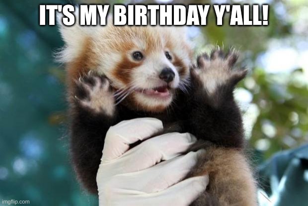 Celebratory (Red) Panda | IT'S MY BIRTHDAY Y'ALL! | image tagged in celebratory red panda | made w/ Imgflip meme maker