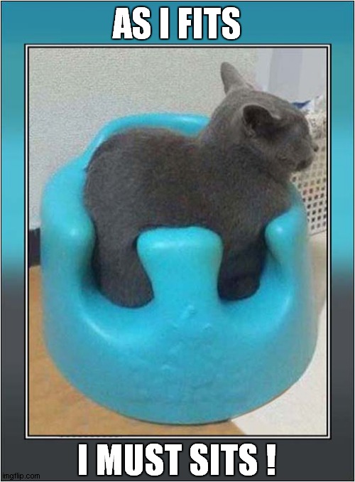 Made To Measure ! | AS I FITS; I MUST SITS ! | image tagged in cats,sitting | made w/ Imgflip meme maker