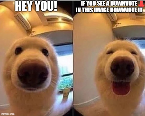 Not downvote begging | HEY YOU! IF YOU SEE A DOWNVOTE IN THIS IMAGE DOWNVOTE IT | image tagged in wholesome doggo | made w/ Imgflip meme maker