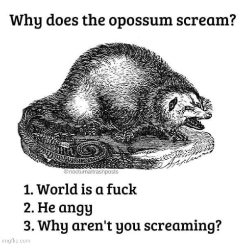 Why does the opossum scream | image tagged in why does the opossum scream | made w/ Imgflip meme maker