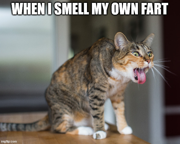 Cat Fart | WHEN I SMELL MY OWN FART | image tagged in cat,fart,funny,stinky,stinks | made w/ Imgflip meme maker