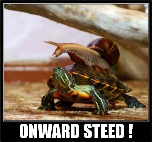 Turtle Power ! | ONWARD STEED ! | image tagged in turtle,snail,onward steed | made w/ Imgflip meme maker
