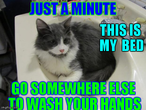 JUST A MINUTE GO SOMEWHERE ELSE TO WASH YOUR HANDS THIS IS MY  BED | image tagged in funny,cats | made w/ Imgflip meme maker