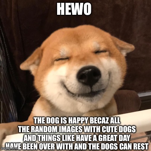 HEWO; THE DOG IS HAPPY BECAZ ALL THE RANDOM IMAGES WITH CUTE DOGS AND THINGS LIKE HAVE A GREAT DAY HAVE BEEN OVER WITH AND THE DOGS CAN REST | image tagged in dog | made w/ Imgflip meme maker