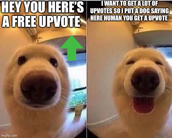 wholesome doggo | HEY YOU HERE’S A FREE UPVOTE; I WANT TO GET A LOT OF UPVOTES SO I PUT A DOG SAYING HERE HUMAN YOU GET A UPVOTE | image tagged in wholesome doggo | made w/ Imgflip meme maker