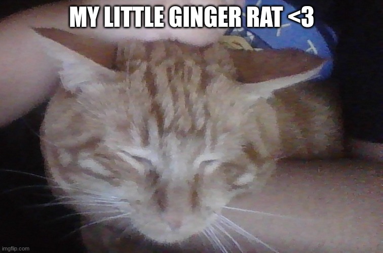 MY LITTLE GINGER RAT <3 | made w/ Imgflip meme maker