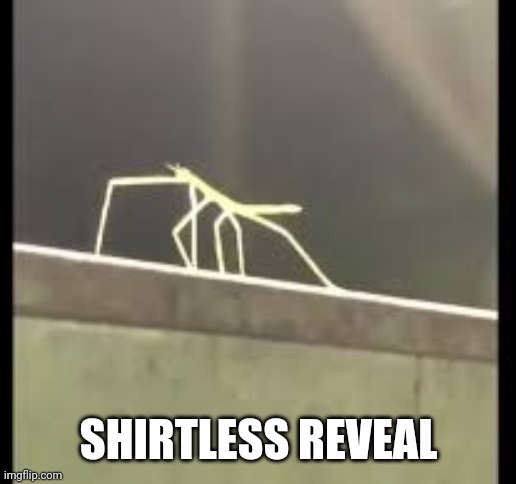 I'm skinny | SHIRTLESS REVEAL | image tagged in stickbug | made w/ Imgflip meme maker