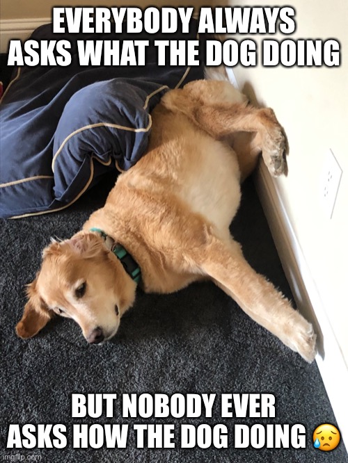 Be nice to the dog | EVERYBODY ALWAYS ASKS WHAT THE DOG DOING; BUT NOBODY EVER ASKS HOW THE DOG DOING 😥 | image tagged in bad pun dog | made w/ Imgflip meme maker