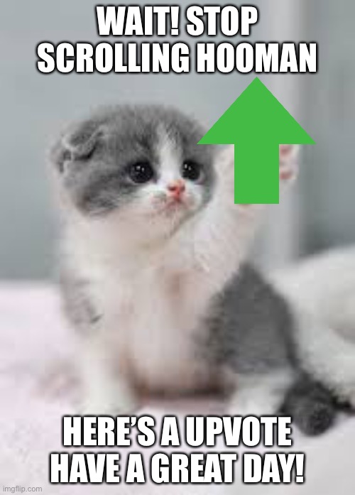 upvote 4 u | WAIT! STOP SCROLLING HOOMAN; HERE’S A UPVOTE HAVE A GREAT DAY! | image tagged in upvote,cat | made w/ Imgflip meme maker