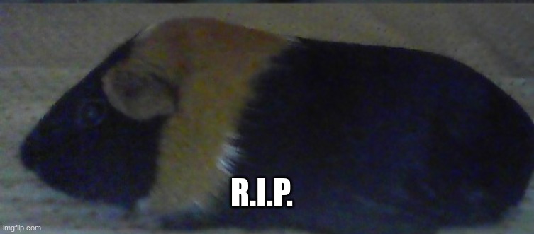 i am sorry to inform you that while i was gone ninja passed away |  R.I.P. | image tagged in oof,sad | made w/ Imgflip meme maker