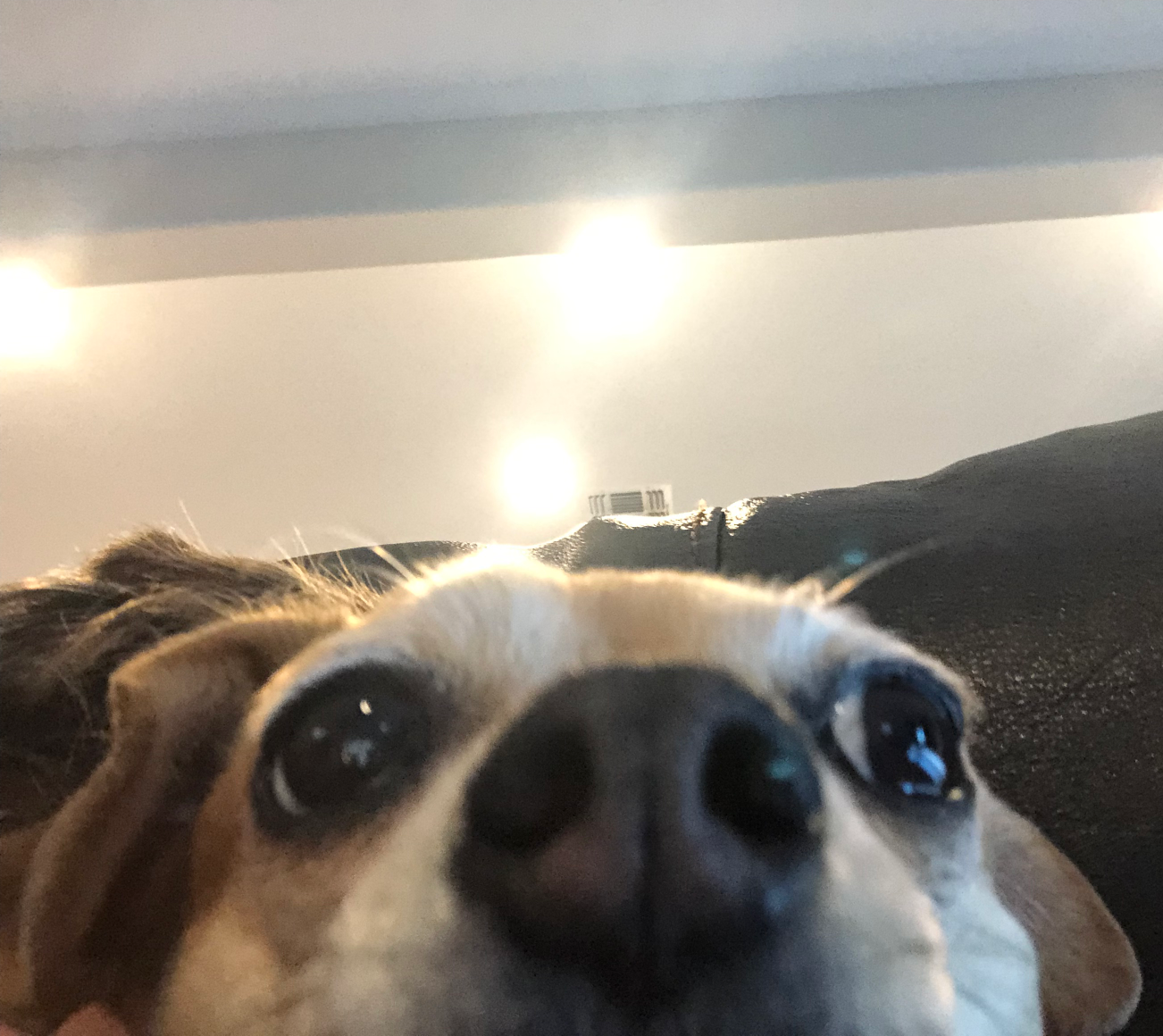 High Quality dog staring at camera Blank Meme Template