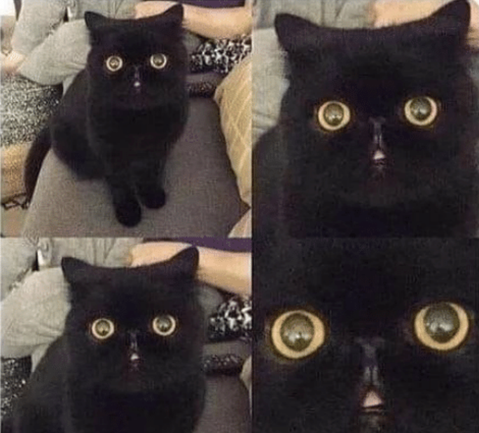 High Quality astonished cat Blank Meme Template