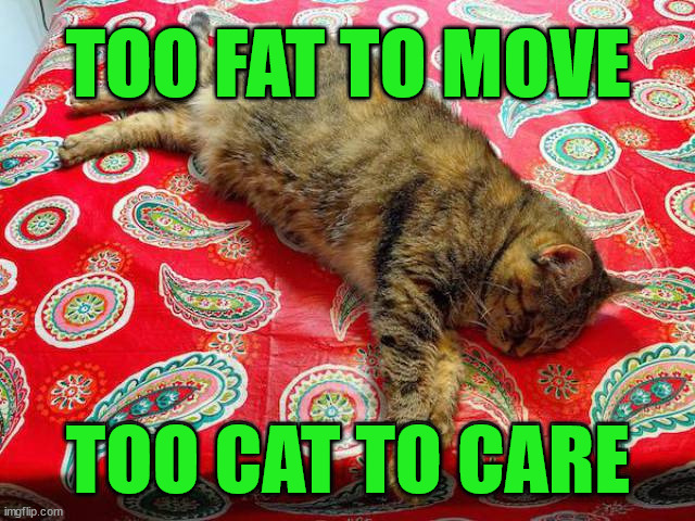 TOO FAT TO MOVE; TOO CAT TO CARE | image tagged in cats | made w/ Imgflip meme maker