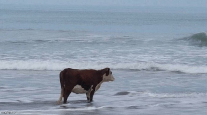 Summoning ocean cow cult | made w/ Imgflip meme maker