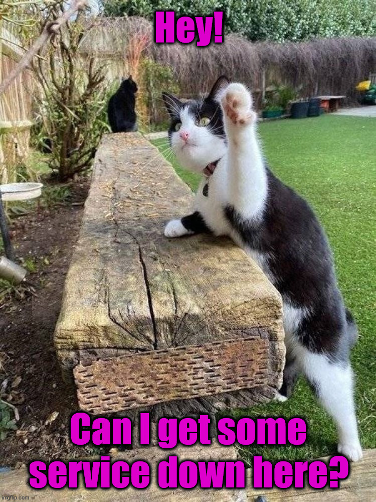 Hey! service down here? Can I get some | image tagged in cats | made w/ Imgflip meme maker
