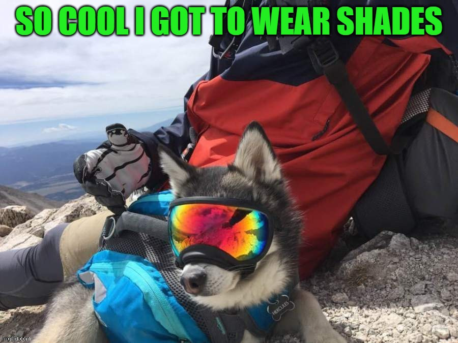 image tagged in dogs | made w/ Imgflip meme maker