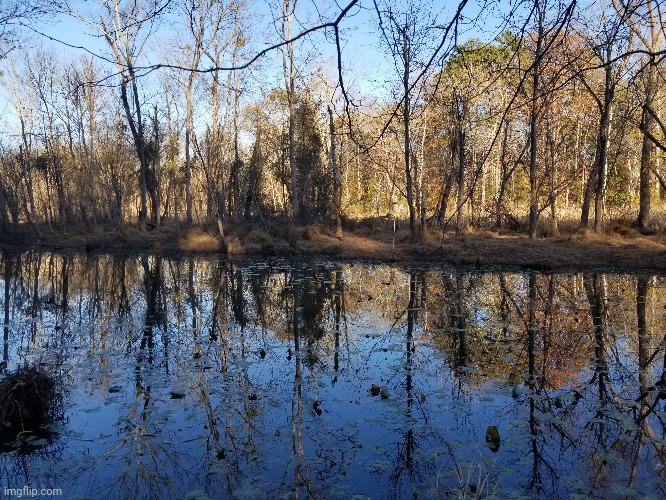 A local lake and nature trail | image tagged in south carolina,nature | made w/ Imgflip meme maker