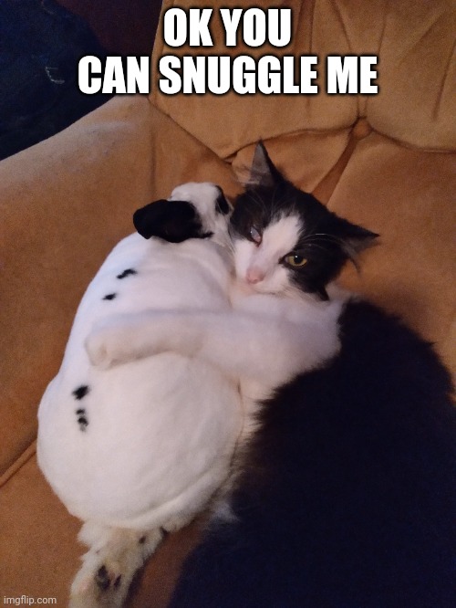MY BUNNY SNUGGLED MY CAT | OK YOU CAN SNUGGLE ME | image tagged in bunny,cats,bunnies | made w/ Imgflip meme maker