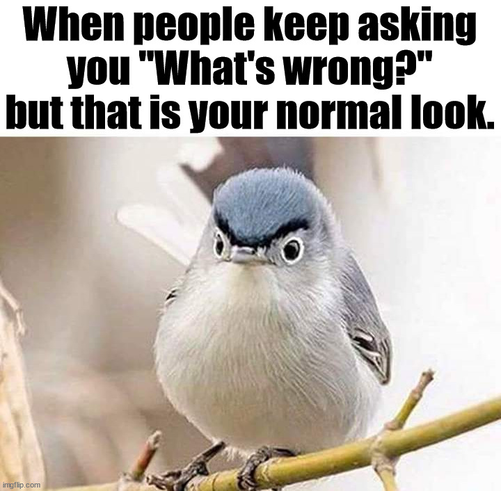 Always look angry. | When people keep asking you "What's wrong?" but that is your normal look. | image tagged in look at me,that look,that look you give | made w/ Imgflip meme maker