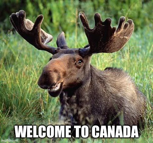 Maybe funny | WELCOME TO CANADA | image tagged in smiling moose,canada | made w/ Imgflip meme maker