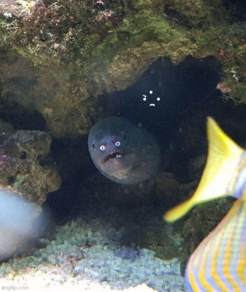 leave, we're waiting for cleaner shrimp | made w/ Imgflip meme maker