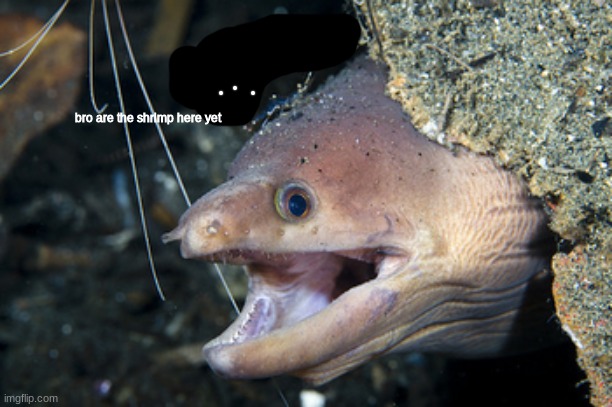 e l | bro are the shrimp here yet | made w/ Imgflip meme maker