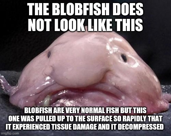 The poor thing didnt always look like that | THE BLOBFISH DOES NOT LOOK LIKE THIS; BLOBFISH ARE VERY NORMAL FISH BUT THIS ONE WAS PULLED UP TO THE SURFACE SO RAPIDLY THAT IT EXPERIENCED TISSUE DAMAGE AND IT DECOMPRESSED | image tagged in blobfish | made w/ Imgflip meme maker