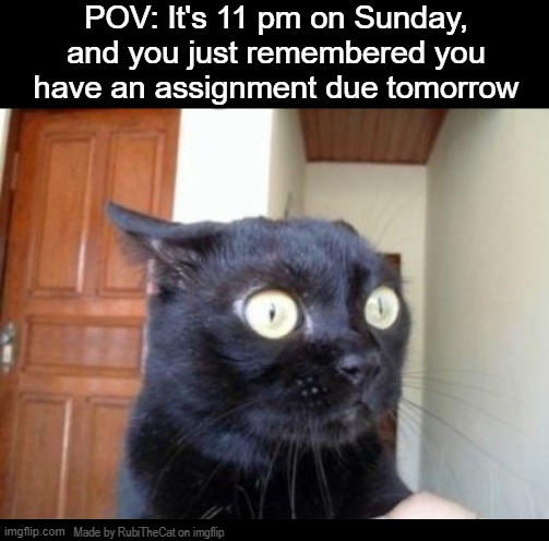 anyone relate? | POV: It's 11 pm on Sunday, and you just remembered you have an assignment due tomorrow; Made by RubiTheCat on imgflip | image tagged in scared cat,funny,school,relatable,lmao,memes | made w/ Imgflip meme maker