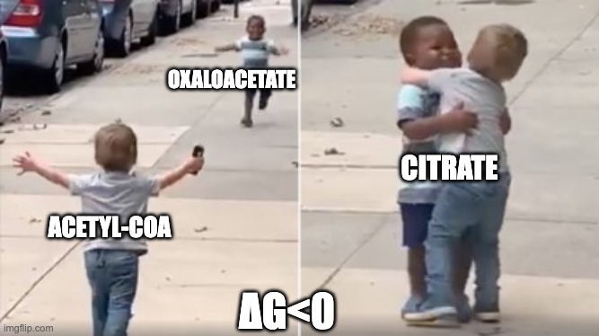 Krebs cycle | OXALOACETATE; CITRATE; ACETYL-COA; ΔG<0 | image tagged in science | made w/ Imgflip meme maker