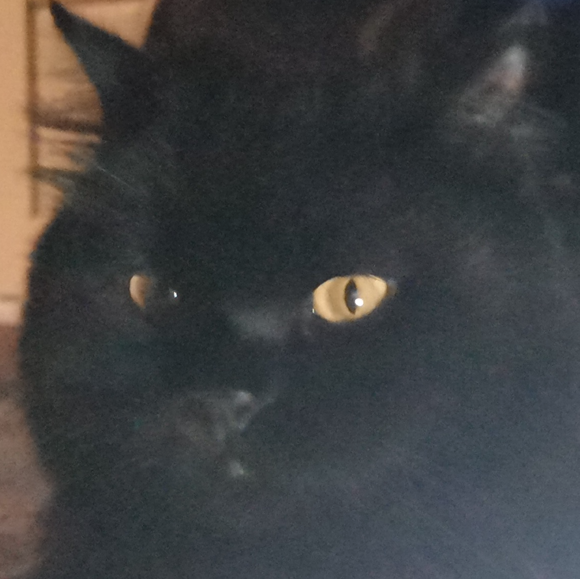 Black cat staring at you Blank Meme Template