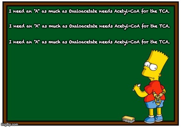 krebs cycle | I need an "A" as much as Oxaloacetate needs Acetyl-CoA for the TCA. I need an "A" as much as Oxaloacetate needs Acetyl-CoA for the TCA. I need an "A" as much as Oxaloacetate needs Acetyl-CoA for the TCA. | image tagged in simpson chalkboard blank,science | made w/ Imgflip meme maker